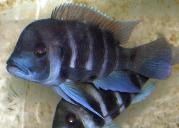 Cyphotilapia Frontosa Kigoma 7 Stripe