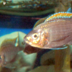 Copadichromis Virginalis Firecrest