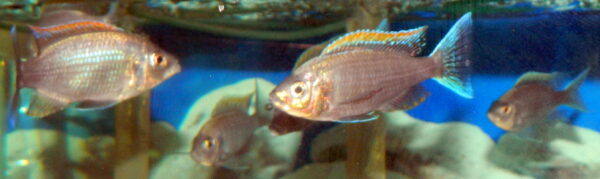 Copadichromis Virginalis Firecrest