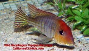 Geophagus-Tapajos-Red-Head-Wild.jpg