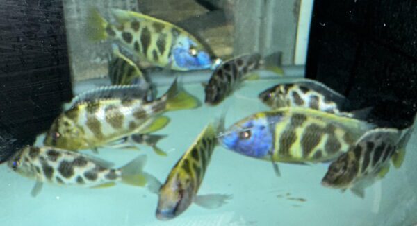 Lake Malawi Cichlids For Sale