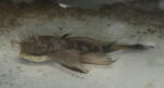 Ancistrus Plecostomus For Sale