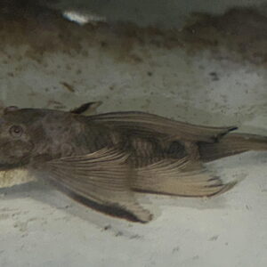 Ancistrus Plecostomus For Sale