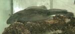 Anicstrus plecostomus For Sale