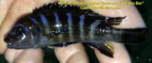 Metriaclima-Elongatus-Chizmulu-Golden-Bar.jpg