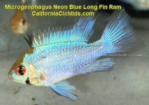 Microgeophagus-Neon-Blue-Long-Fin-Ram.jpg