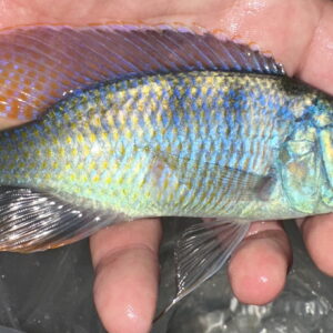 Lake Malawi Cichlids FOr Sale