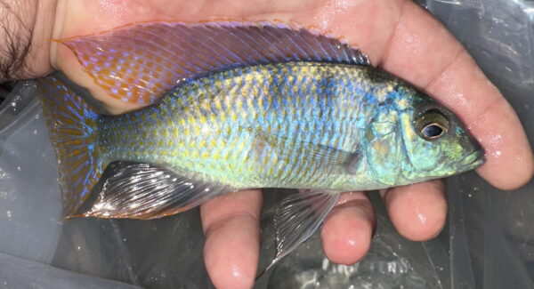 Lake Malawi Cichlids FOr Sale