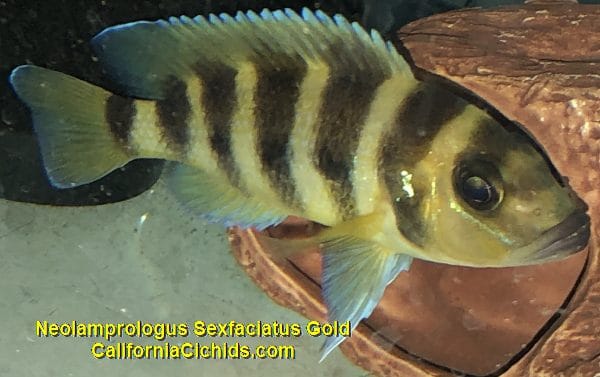 Lamprologus Sexfaciatus Gold Kipilli