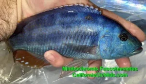 Nimbochromis-Fuscotaeniatus-a