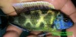 Nimbochromis Venustus