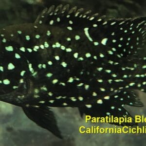 Paratilapia Bleekeri Big Spot Andapa Starry Night