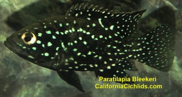 Paratilapia-Bleekeri-2.jpg Paratilapia Bleekeri Big Spot Andapa Starry Night
