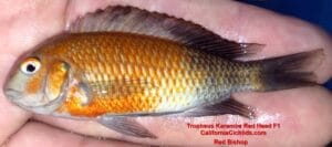 Tropheus-Karambe-Red-b-scaled-1.jpg