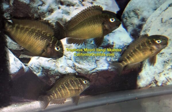 Tropheus Moorii Ilangi Nkambe