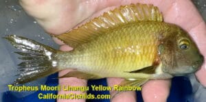 Tropheus-Moorii-Linangu-Yellow-Rainbow.jpg