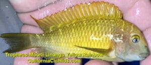 Tropheus-Moorii-Linangu-Yellow-Rainbow-b.jpg