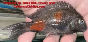 Tropheus-black-bulu-cherry-spot.webp