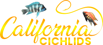 California Cichlids