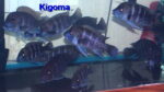 Cyphotilapia Frontosa Kigoma 7 Stripe