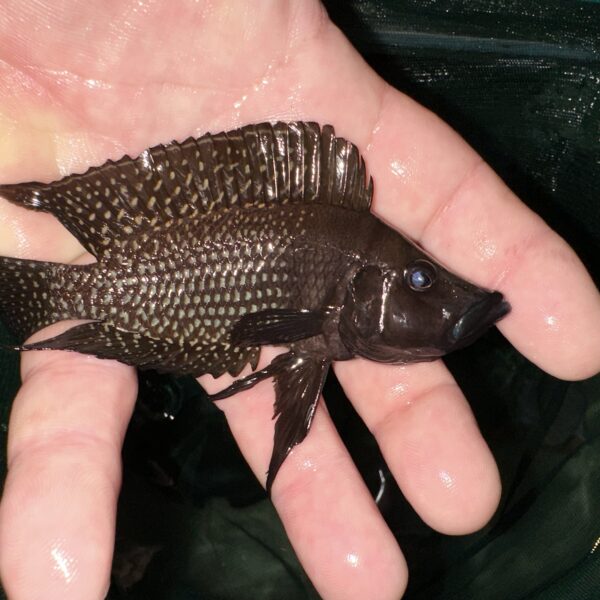 Lake Tanganyika Cichlids For Sale