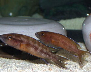 Lake Tanganyika Cichlids For Sale