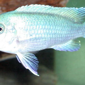 Lake Malawi Mbuna Cichlids For Sale