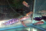 Lake Malawi Mbuna Cichlids For Sale