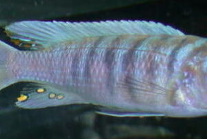 Lake Malawi Mbuna Cichlids For Sale