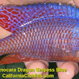 Lake Malawi Peacocks for Sale