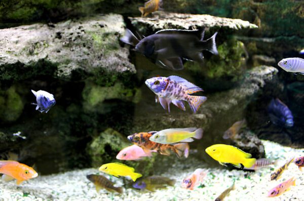 Gallery Detail: Beginner S Guide To Cichlid Care Keeping Them Happy Healthy