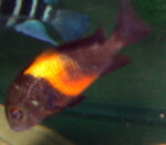 Tropheus