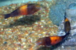 Tropheus