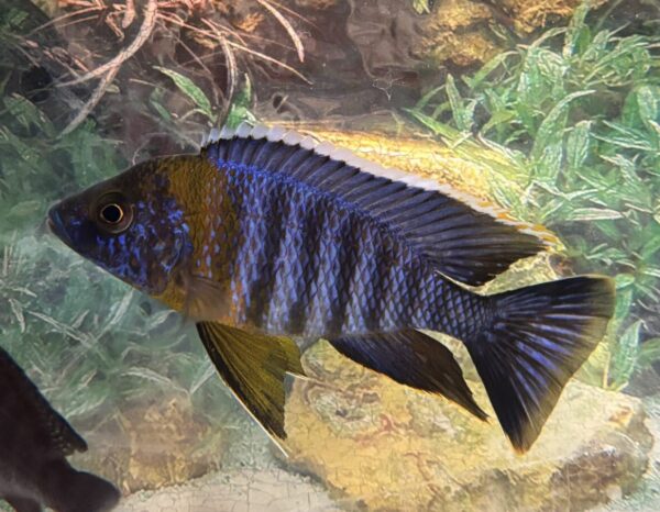 Aulonocara Saulosi Green Face Peacock