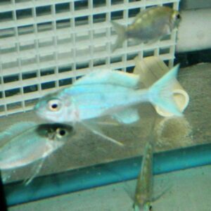 Opthalmotilapia Ventralis Powder Blue