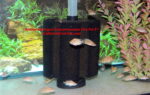 Altolamprologus Compressiceps Fire Fin