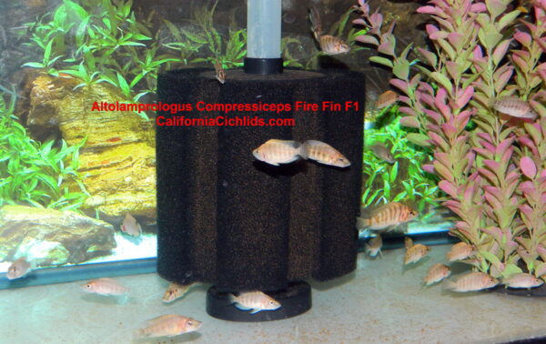 Altolamprologus Compressiceps Fire Fin