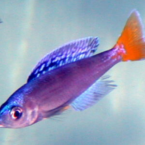 Cyprichromis Utinta Blue Flash