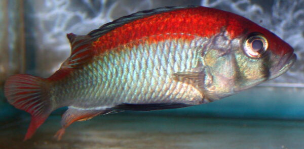 Xystichromis Flameback Kyoga