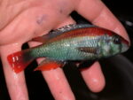 Xystichromis Flameback Kyoga