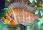 Altolamprologus Compressiceps Fire Fin