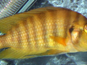 Altolamprologus Compressiceps Fire Fin