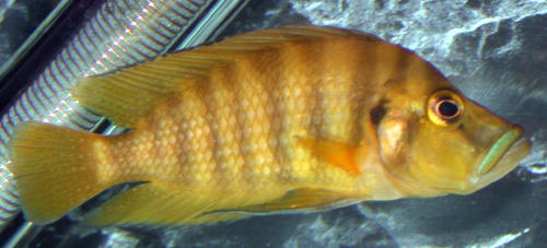 Altolamprologus Compressiceps Fire Fin Altolamprologus Compressiceps Fire Fin
