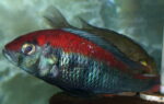 Xystichromis Flameback Kyoga