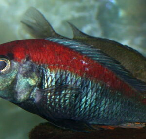 Xystichromis Flameback Kyoga