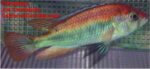 Xystichromis Flameback Kyoga