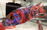 Aulonocara Captain America OB Peacock
