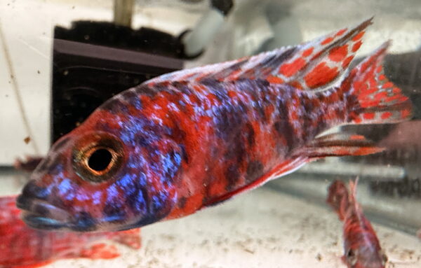 Aulonocara Captain America OB Peacock