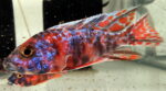 Aulonocara Captain America OB Peacock