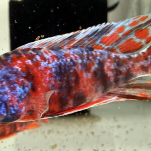Aulonocara Captain America OB Peacock